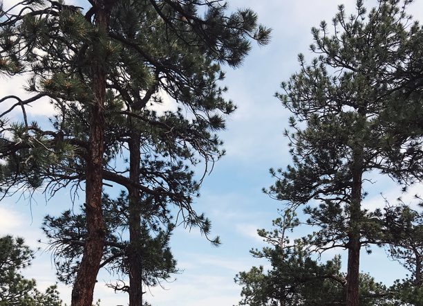 Pine trees and blue skies